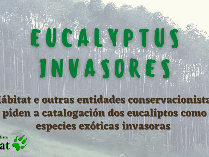 No Día Internacional contra os Monocultivos de Árbores, entidades conservacionistas piden a catalogación dos eucaliptos como especies exóticas invasoras